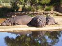 hippos-werribee-zoo.jpg